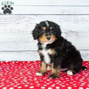 Barry, Bernedoodle Puppy